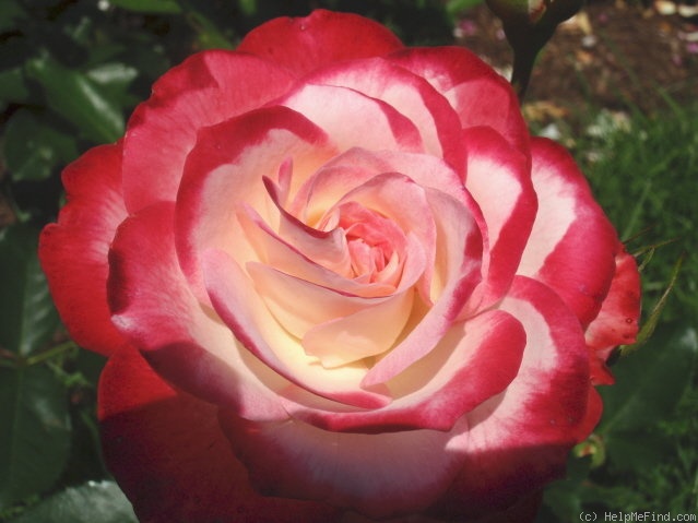 'Cherry Parfait ™' rose photo