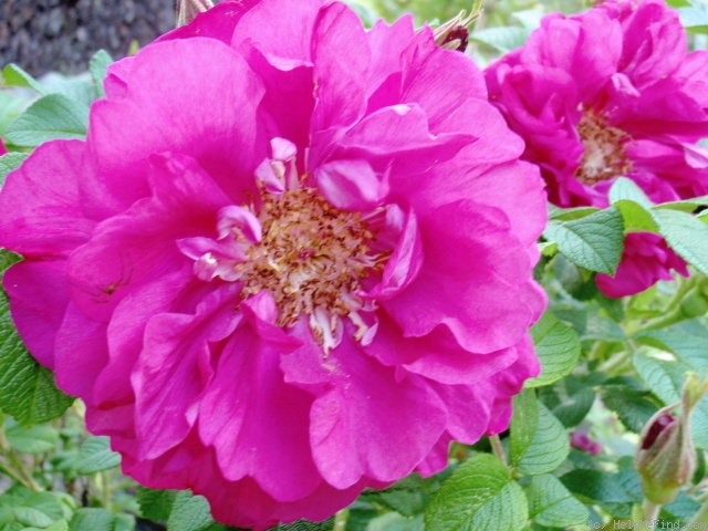'Amélie Gravereaux' rose photo