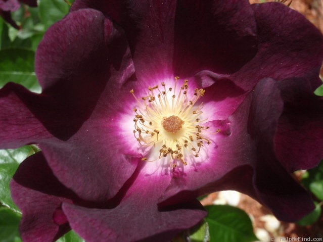 'Night Owl ™' rose photo