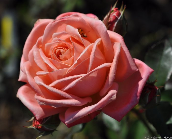 'Chic (floribunda, Boerner 1953)' rose photo