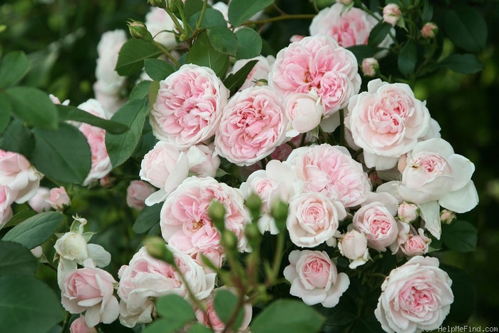 'Cinderella ™ (climber, Kordes 2003)' rose photo