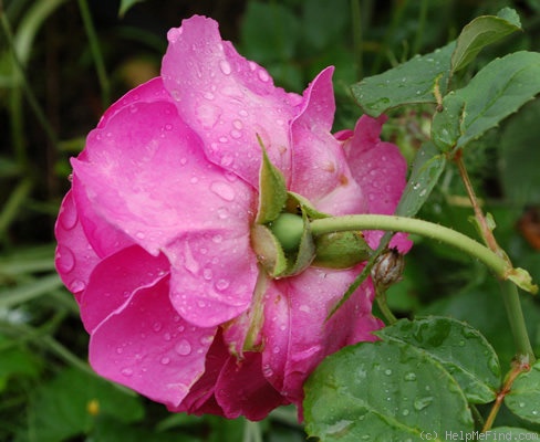 'Amédée de Langlois' rose photo