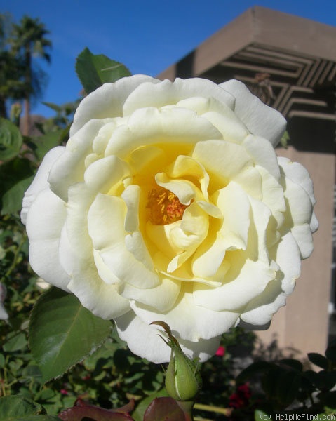 'April Moon (shrub, Buck 1984)' rose photo