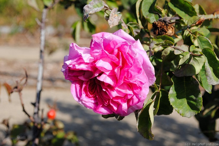 'Baronne Prévost (Hybrid Perpetual, Desprez, 1841)' rose photo