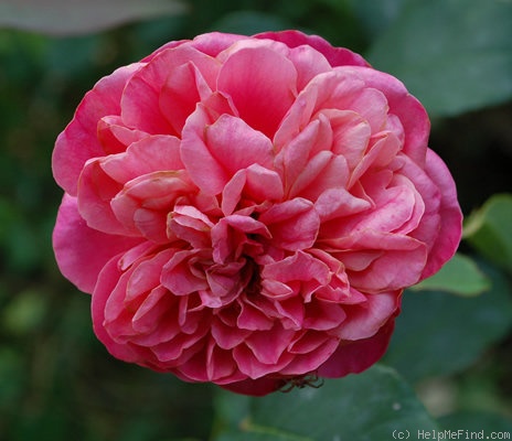 'Archiduc Joseph' rose photo