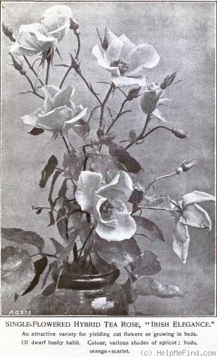 'Irish Elegance' rose photo
