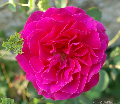 'Blackberry Nip (hybrid tea, Somerfield 1996)' rose photo