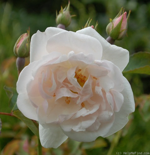 'Blanche Duranthon' rose photo