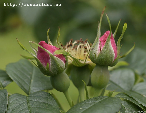 'Kiese' rose photo