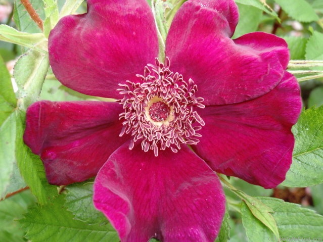 'Basye's Purple Rose' rose photo