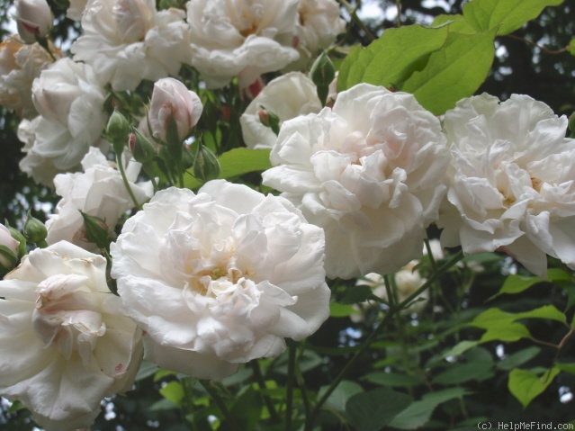 'Baltimore Belle (rambler, Feast, 1843)' rose photo