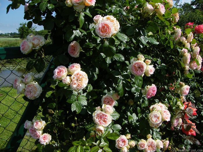 'César ® (climber, Meilland, 1993)' rose photo
