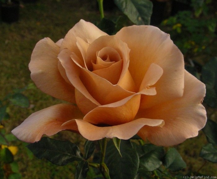 'Julia's Rose' rose photo