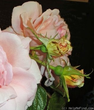 'Vanguard (hybrid rugosa, Stevens 1932)' rose photo