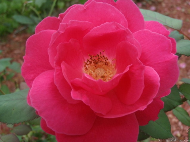 'Winnipeg Parks' rose photo