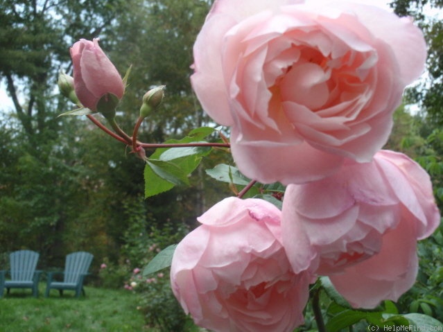 'The Generous Gardener' rose photo