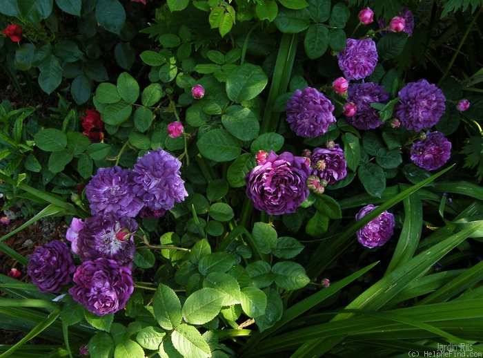 'Cardinal de Richelieu (Hybrid China, Parmentier, pre 1847)' rose photo