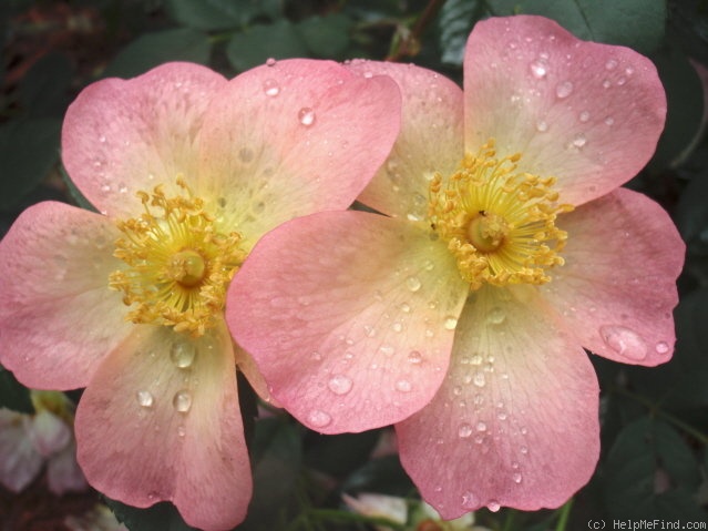 'The Alexandra Rose ™ (shrub, Austin 1992)' rose photo