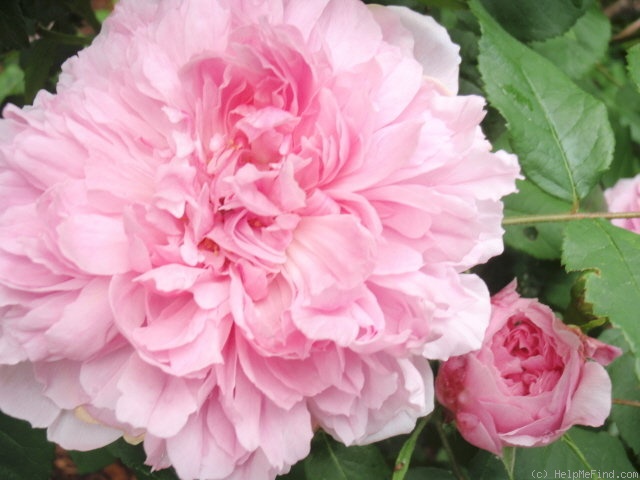 'Marchesa Boccella' rose photo