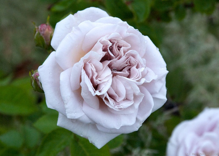 'Ash Wednesday' rose photo
