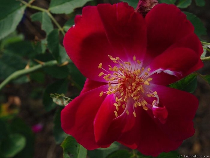'Gloire des Rosomanes' rose photo