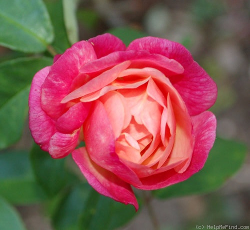 'Léonie Lamesch (Polyantha, Lambert 1899)' rose photo