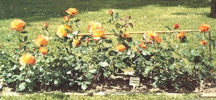 'Tequila Sunrise' rose photo