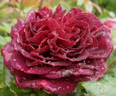 'Astrid Gräfin von Hardenberg' rose photo