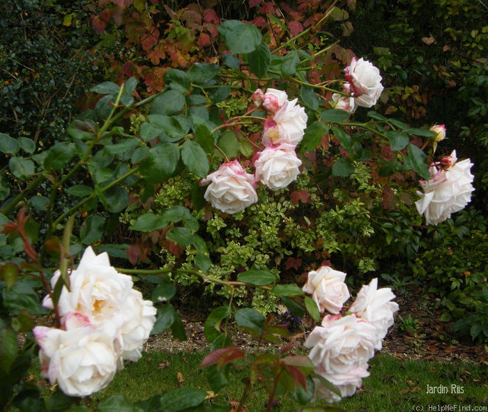 'Martine Guillot ®' rose photo