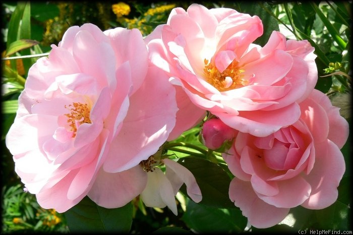 'Egon Schiele' rose photo