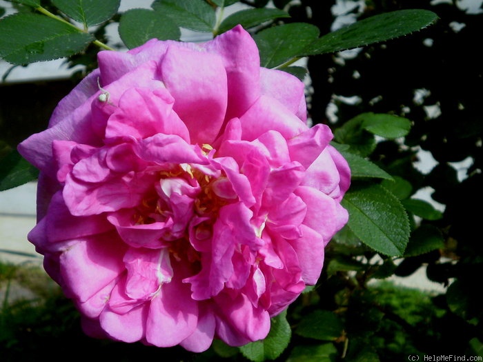 'Wild Edric' rose photo