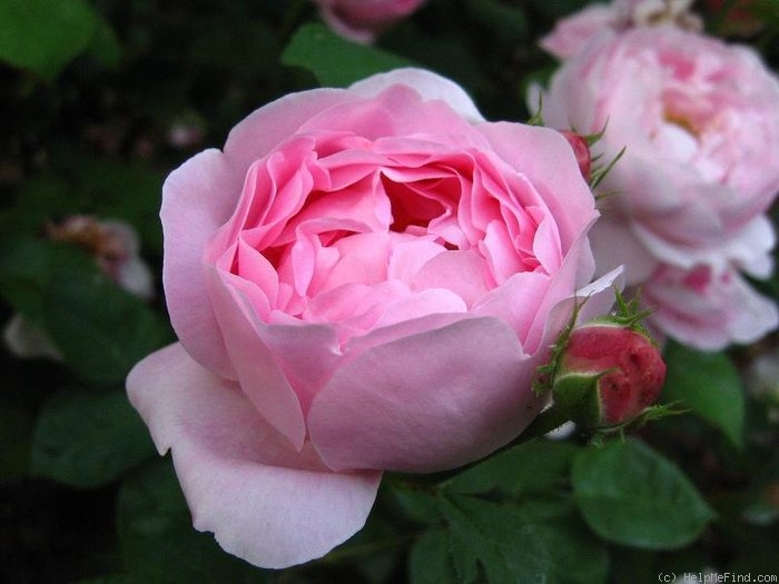 'Constance Spry' rose photo