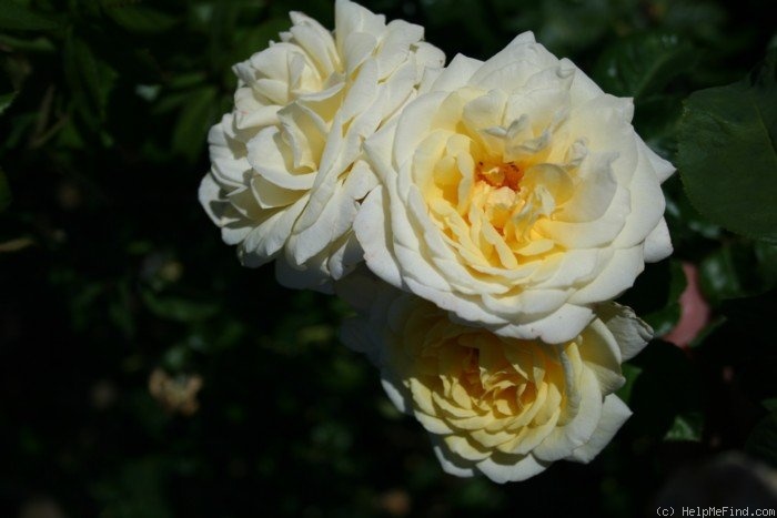 'Bamako' rose photo