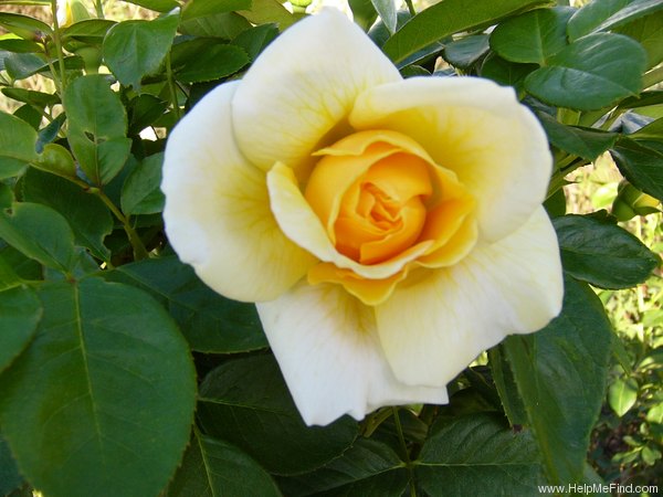 'Michelangelo ® (hybrid tea, Meilland before 1997)' rose photo