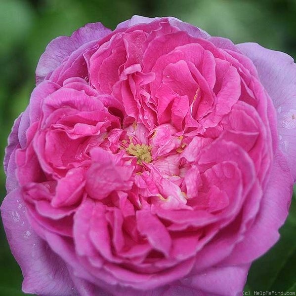 'Baronne Prévost (Hybrid Perpetual, Desprez, 1841)' rose photo