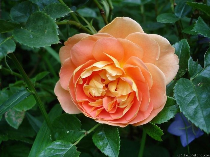 'Pat Austin ™' rose photo