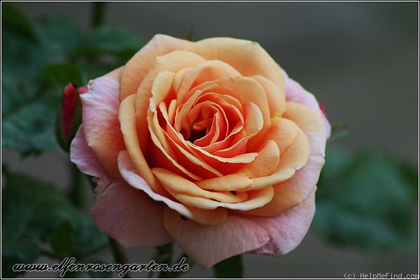 'Ulrike (Floribunda, Schmadlak, 1973)' rose photo