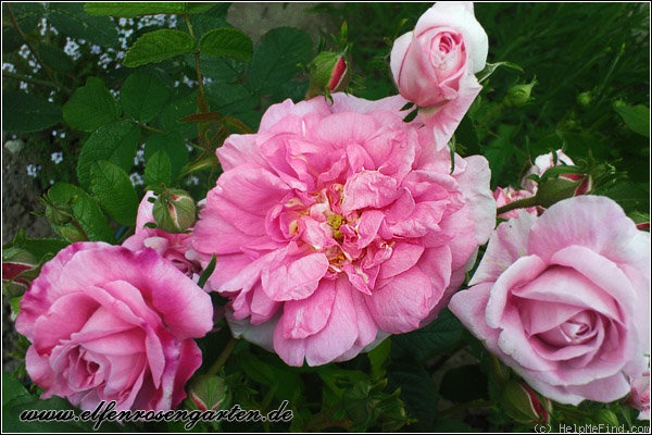 'Ispahan (damask, Unknown, before 1827)' rose photo