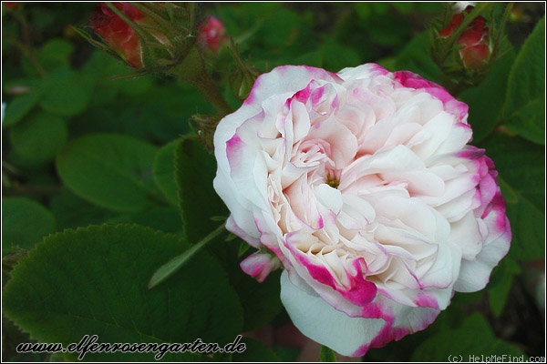 'Léda (damask, Unknown before 1818)' rose photo