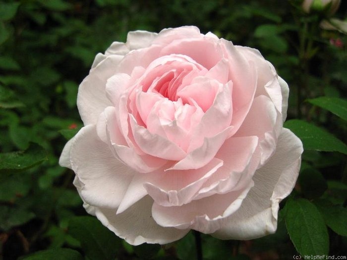 'Barbara Austin' rose photo
