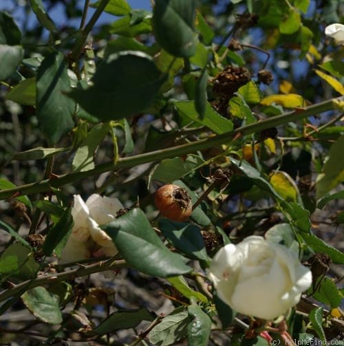 'Snowbird' rose photo