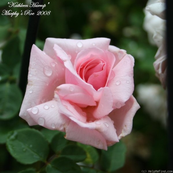 'Kathleen Harrop' rose photo