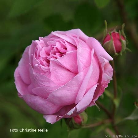 'Bacchante' rose photo