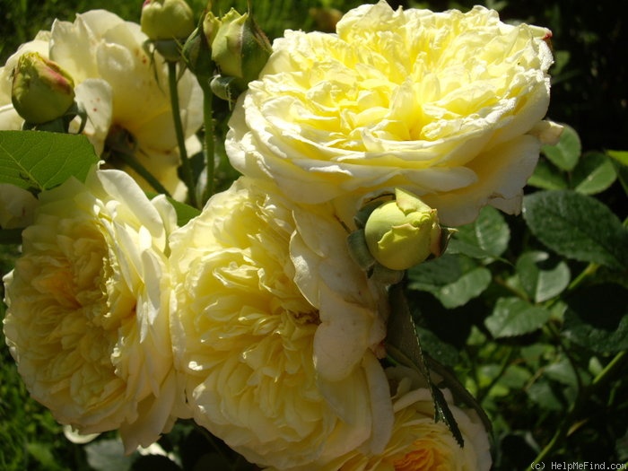 'The Pilgrim ®' rose photo
