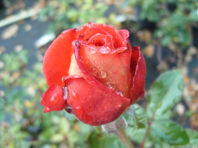 'Copacabana ® (hybrid tea, Adam, 2004)' rose photo