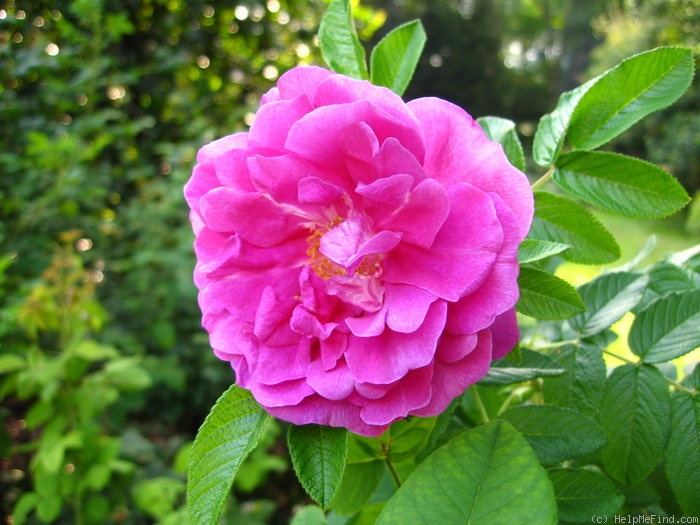 'Roseraie de l'Haÿ' rose photo