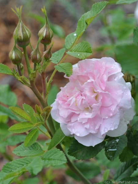'Martin Frobisher' rose photo