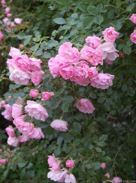 'Bonica, Cl.' rose photo