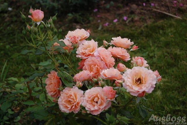 'Bordure Abricot' rose photo