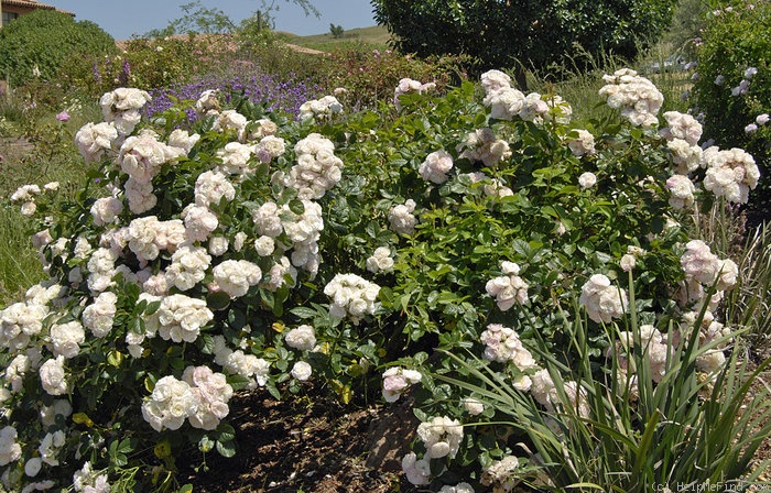 'Bouquet Parfait ® (Hybrid Musk, Lens, 1989)' rose photo